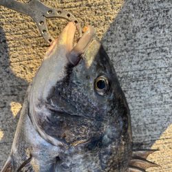 極寒の中おチヌ様ありがとう