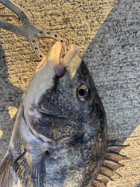 極寒の中おチヌ様ありがとう