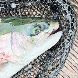 サーモン/脈釣り