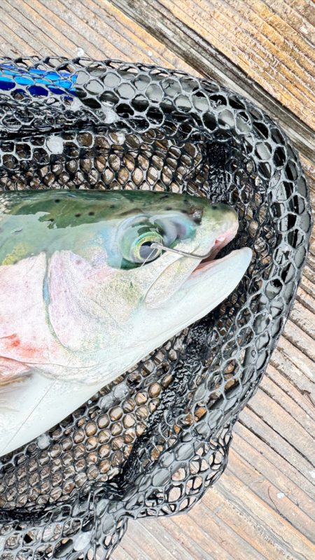 サーモン/脈釣り