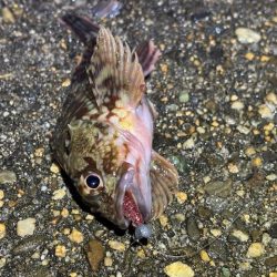 極寒期の激渋｜メバル釣れる気がせず