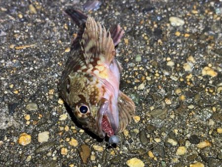 極寒期の激渋｜メバル釣れる気がせず