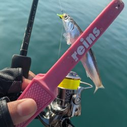 福田漁港   激渋朝まづめアジング