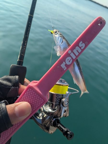 福田漁港   激渋朝まづめアジング