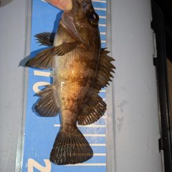 雨天ライトゲーム