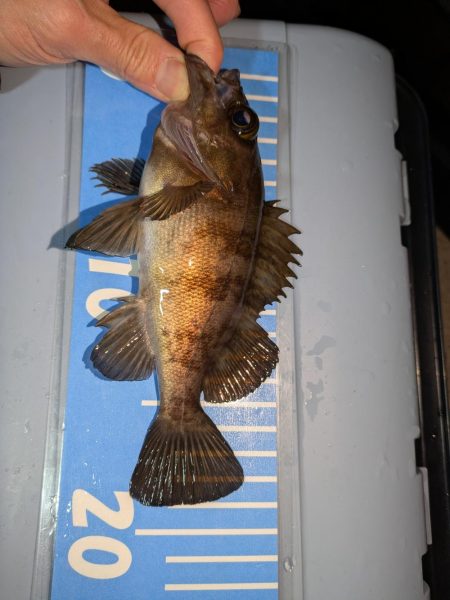 雨天ライトゲーム