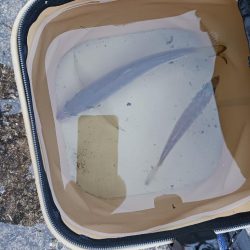 アジングでエサ確保 尺アジもエサです。