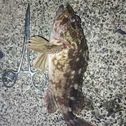 カサゴ祭ん🥹‪