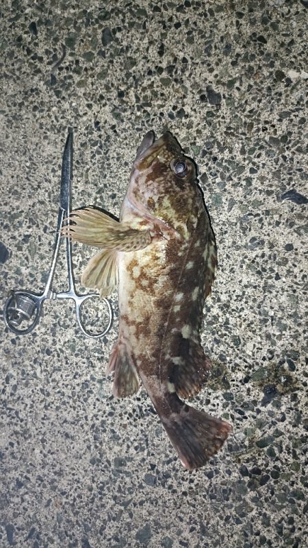 カサゴ祭ん🥹‪