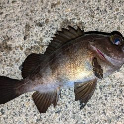 カサゴ＆メバル