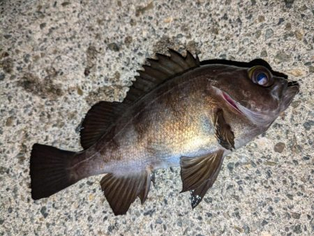 カサゴ＆メバル