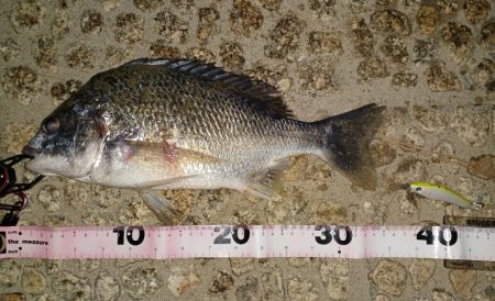 ようやく今年の初フィッシュ