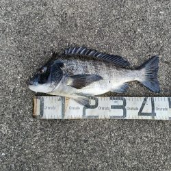 2/7釣果のっこみチヌ