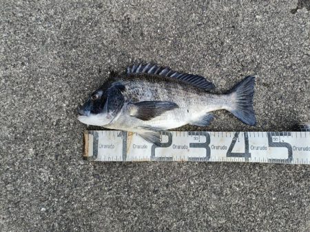 2/7釣果のっこみチヌ