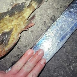 デカガシラ＆今シーズンもありがとタチウオ