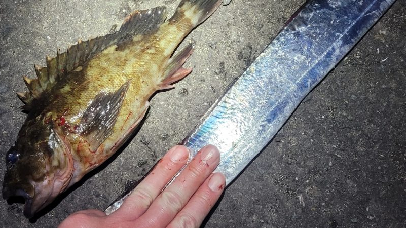 デカガシラ＆今シーズンもありがとタチウオ