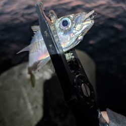 陸っぱり釣行記