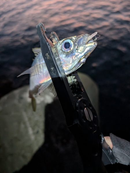 陸っぱり釣行記