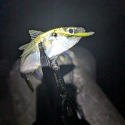 陸っぱり釣行記