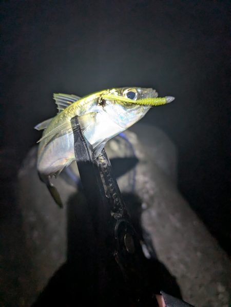 陸っぱり釣行記
