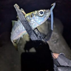 陸っぱり釣行記