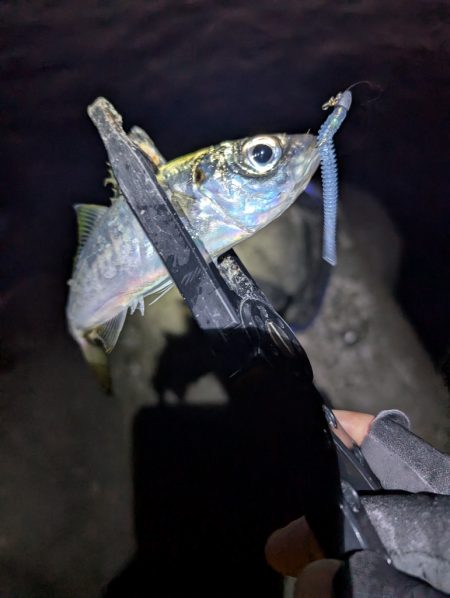 陸っぱり釣行記