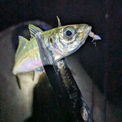 陸っぱり釣行記