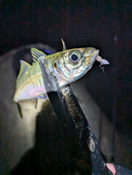陸っぱり釣行記