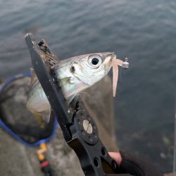 陸っぱり釣行記