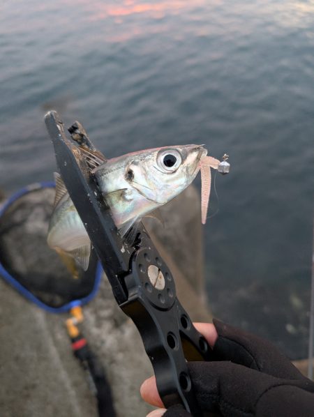 陸っぱり釣行記