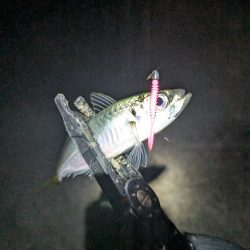 陸っぱり釣行記