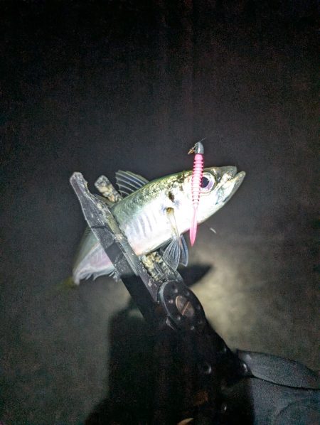 陸っぱり釣行記