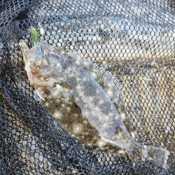 市内河川チニング