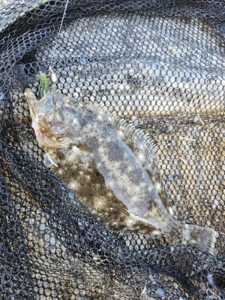 市内河川チニング