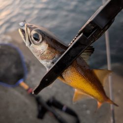 陸っぱり釣行記
