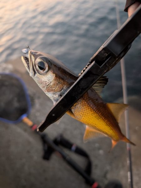 陸っぱり釣行記