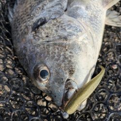 広島冬チニング