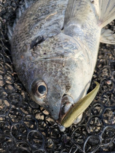 広島冬チニング