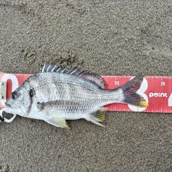 キビレが釣れました!