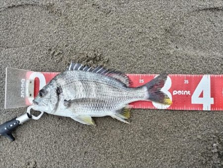 キビレが釣れました!