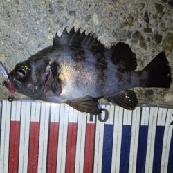 メバル釣果上向き