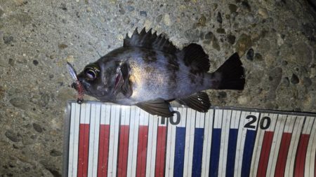 メバル釣果上向き