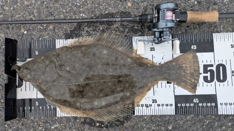 広島チニングでドデカカレイ！