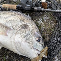時短広島チニング