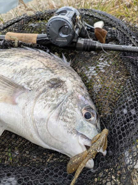 時短広島チニング