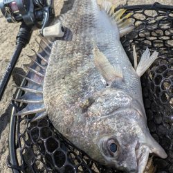 大寒波チニング