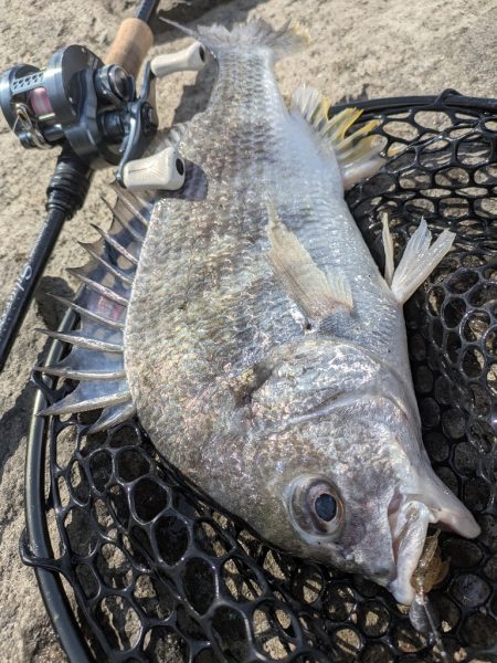 大寒波チニング