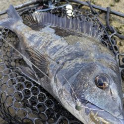 広島チニング 久しぶりにツ抜け！