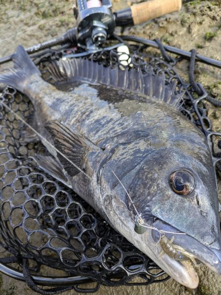 広島チニング 久しぶりにツ抜け！