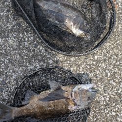 広島敷石チニング〜触角フック無双〜